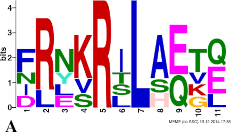 Meme representation of secretory signal sequence from P. falciparum.