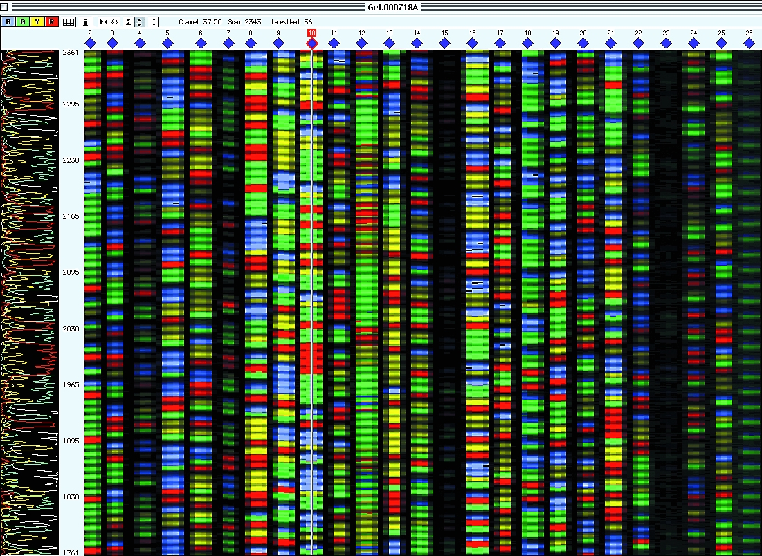 DNA Sequencing Gel, dye terminators.